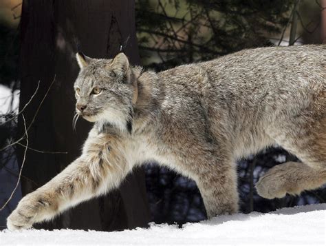 Through Golden Eyes Judge Idahos Trapping Rules Put Lynx At Risk