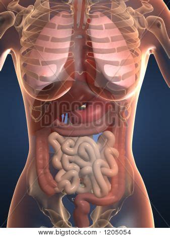 We did not find results for: Female Anatomy Image & Photo (Free Trial) | Bigstock