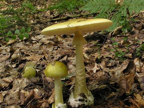 Death Cap Mushroom Poisonings Are On The Rise—here Are Some Tips For