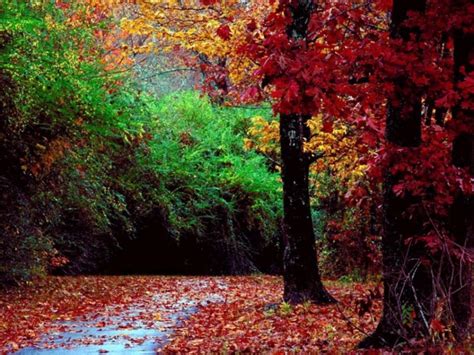 Promenade Color Forests Nature Trees Hd Wallpaper Nature And