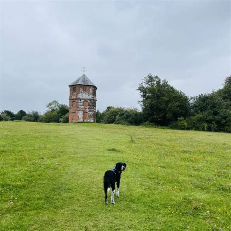 Dog Walk At Pepperbox Hill Salisbury · Wiltshire · Walkiees
