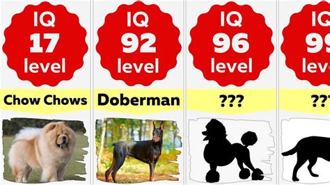 What Is The Average Iq Of A Dog