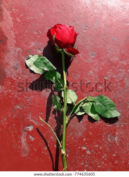 Red Rose Green Leaf Red Rose Stock Photo 774635605 Shutterstock