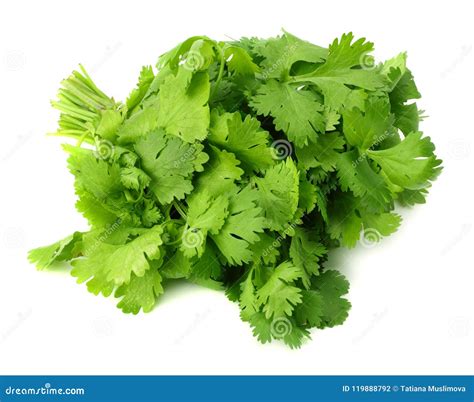 Bunch Of Fresh Coriander Leaves Isolated On White Background