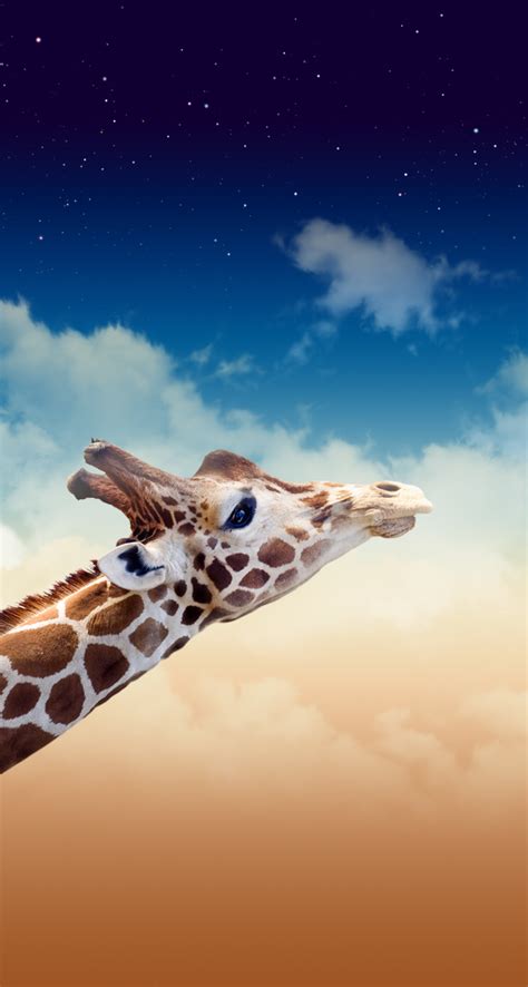 Pin By Marla Stancombe On Cool Iphone Wallpapers Giraffe