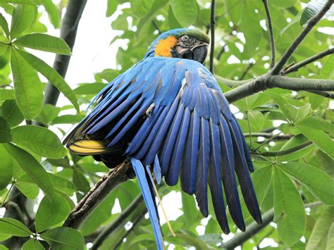 Free Images Branch Wing Wildlife Jungle Beak Tropical Color