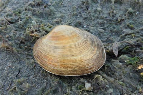 Washington Clam Northern California Rocky Intertidal Species · Inaturalist
