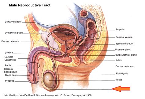 The male reproductive system consists of the following structures, as shown in figure 1: Quiz- Male Reproductive System at Portland Community ...