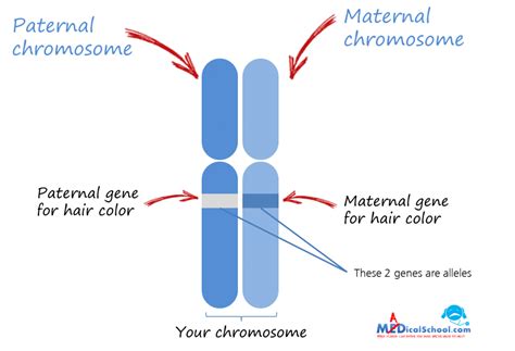 Learn how to set up and solve a genetic problem involving multiple alleles using abo blood types as an example! Allele illustration from MadicalSchool | Genetics ...