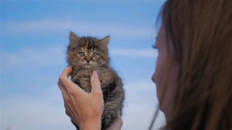 Young Woman Playing With Her Kitten Human Animal Relationships Stock