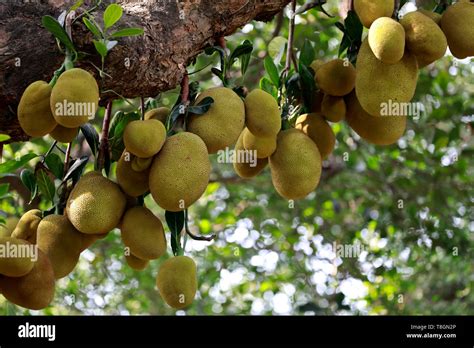 Dhaka Bangladesh May 11 2019 Jackfruit Is The National Fruit Of
