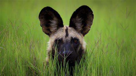 Botswana Wild Dog