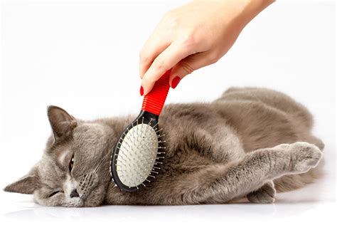 Top 10 Tips On Cat Grooming