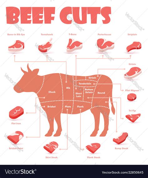 Beef Cuts Chart Royalty Free Vector Image Vectorstock