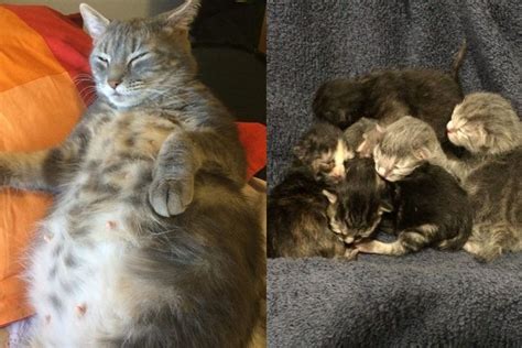 Very Pregnant Cat Turned Up At Shelter They Found 5 In That Belly