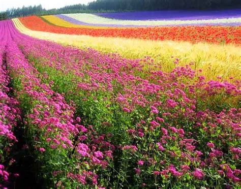 Rainbow Flowers Flowers Nature Flower Field Mother Nature Places To