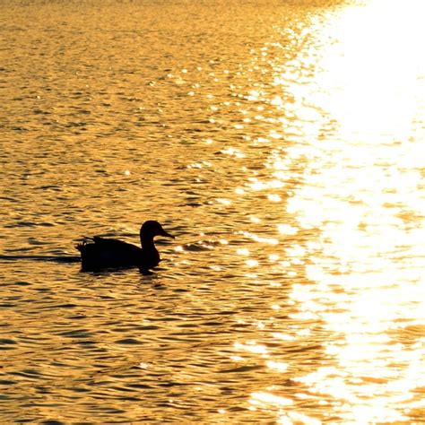 Duck On A Lake At Sunset Photorator