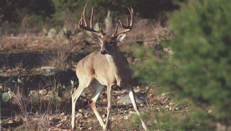 Deer Management Manage For Better Whitetail