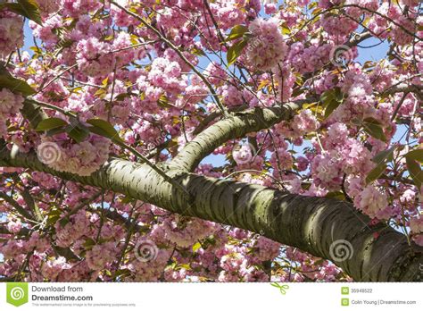 Stock Photography Cherry Tree Branch And Blossoms Image