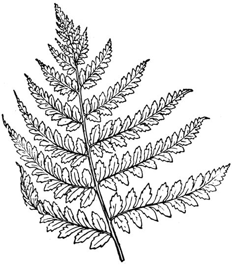 Fern Line Drawing Plant Leaves Sketch Coloring Page