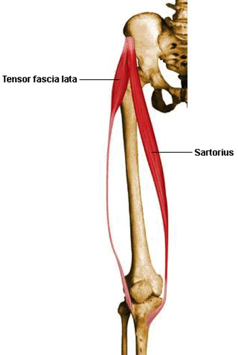 Very few people know that sartorius muscle, which plays an integral part in carrying out most of the lower body actions, is also the longest muscle of our body. Muscles #3 at University of North Carolina - Chapel Hill ...