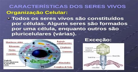 Os Seres Vivos São Formados Por Diferentes Quantidades De Células