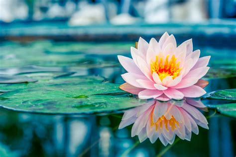 25573706 Beautiful Pink Lotus Water Plant With Reflection In A Pond