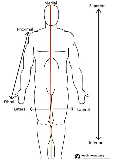 Blank Anatomical Position Diagram Standard Anatomical Position