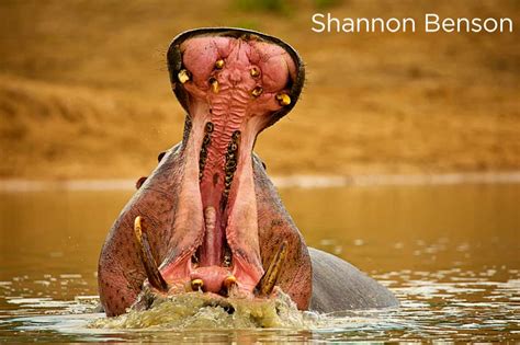 Is The Hippo One Of Africas Most Dangerous Animals Sun Safaris