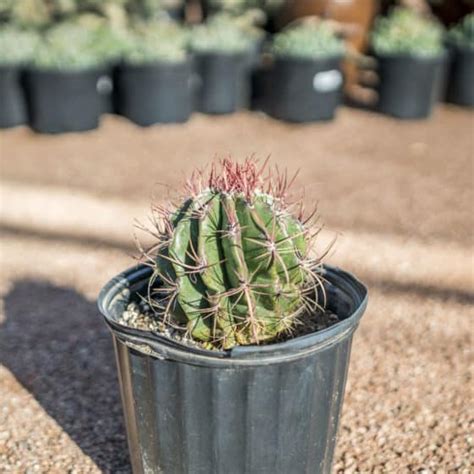 While we were in tucson arizona we came across hundreds of fish hook barrel cactuses. Agave and Cactus for Sale in the Phoenix Area | Desert ...