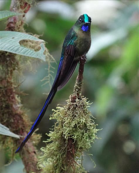 Suara burung kolibri/sogok ontong betina memikat si jantan!!!!. 42+ Gambar Burung Kolibri Wulung, Baru!