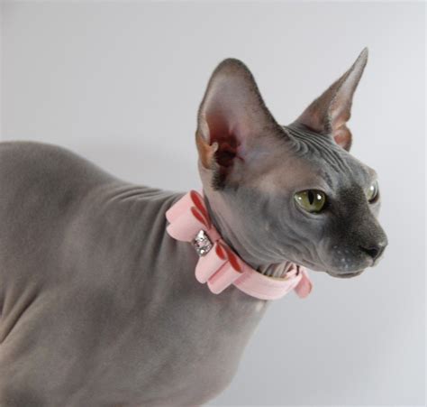 Yes Grey Spynx With A Cute Pink Bow Collar Животные Фотографии