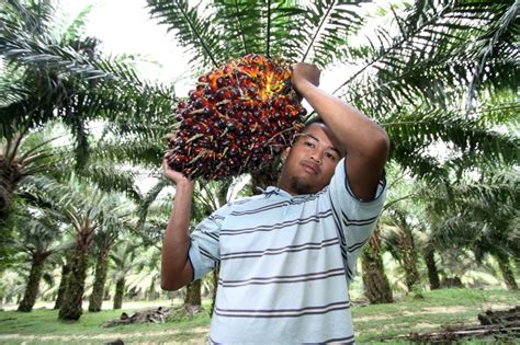 Malaysian palm oil climbs 4pc. Kementerian nafi dakwaan AS buruh kanak-kanak dalam sektor ...