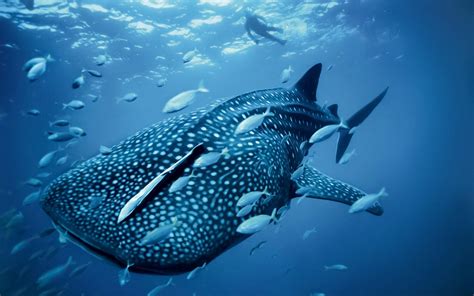 El tiburón ballena (rhincodon typus) es una especie de elasmobranquio orectolobiforme, 2 único miembro de la familia rhincodontidae y del género rhincodon; tiburon, Ballena, Peces, Piloto Wallpapers HD / Desktop ...