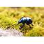 Animals Insect Beetles Moss Wallpapers HD / Desktop And Mobile 