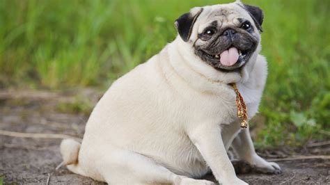 Find the perfect fat dog stock photos and editorial news pictures from getty images. Is Your Dog Too Fat? How to Get a Slimmer Pet - ABC News