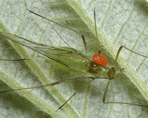 http://www.influentialpoints.com/Blog/Mites_parasitizing_aphids_and_predatory_mites_mid-winter_2015.htm
