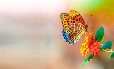 background images high definition free beautiful nature ... Nature 4k pc full hd.