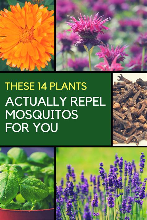 Mosquito Repellent Plants 14 Plants That Keep Them Away Mosquito