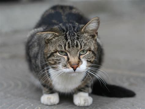 Beautiful tabby cats, with their unique speckles, distinctive stripes, and elegant swirls, inspire a myriad of fun name choices for your new friend. Tabby cat | If someone will turn this cat into human being ...