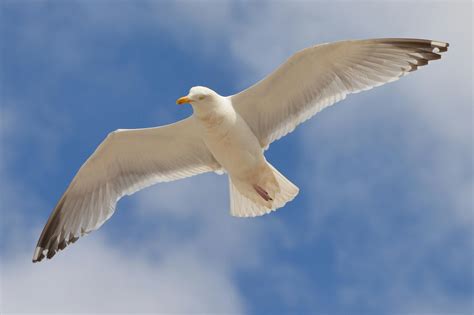 White Bird Flying Under The Blue And White Sky During Daytime · Free