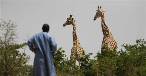 west africa s giraffes make a big comeback