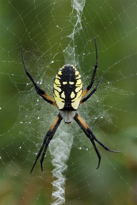 A Dew Covered Yellow Garden Spider Stock Image Image Of Spider