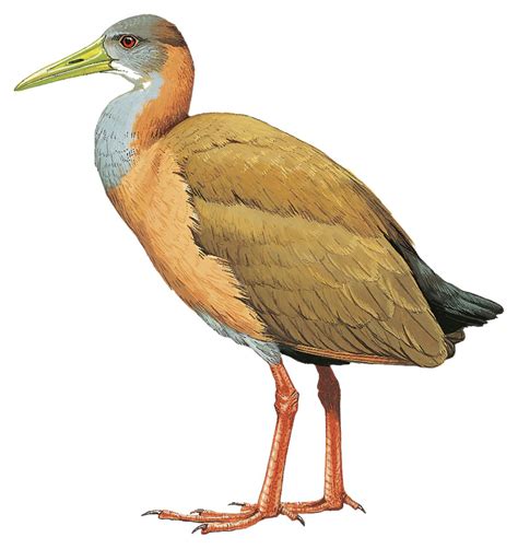 Giant Wood Rail Aramides Ypecaha World Bird Names