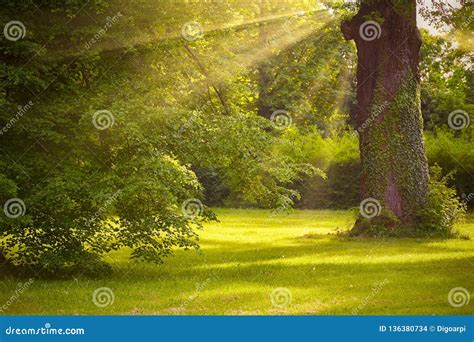 Big Oak Tree Trunk In The Park With Sunlight And Sunbeam Stock Photo