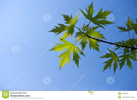 Green Maple Leaves Stock Image Image Of Conservation 41380307
