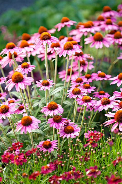 The plant does best in gravelly or sandy soils and requires fall planting in hotter climates or no later. Power Perennials: Plants that Thrive No Matter What ...