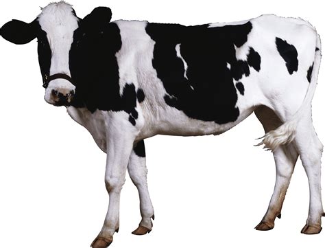 Cow Png Pictures Of Cows To Print Six Wllts