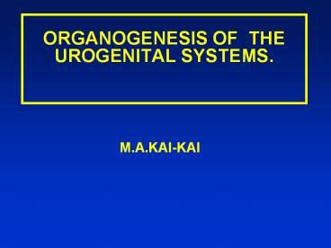 Ppt Organogenesis Of The Urogenital Systems Powerpoint Presentation