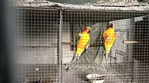 Sun conure birds breeding perfect cage size. - YouTube